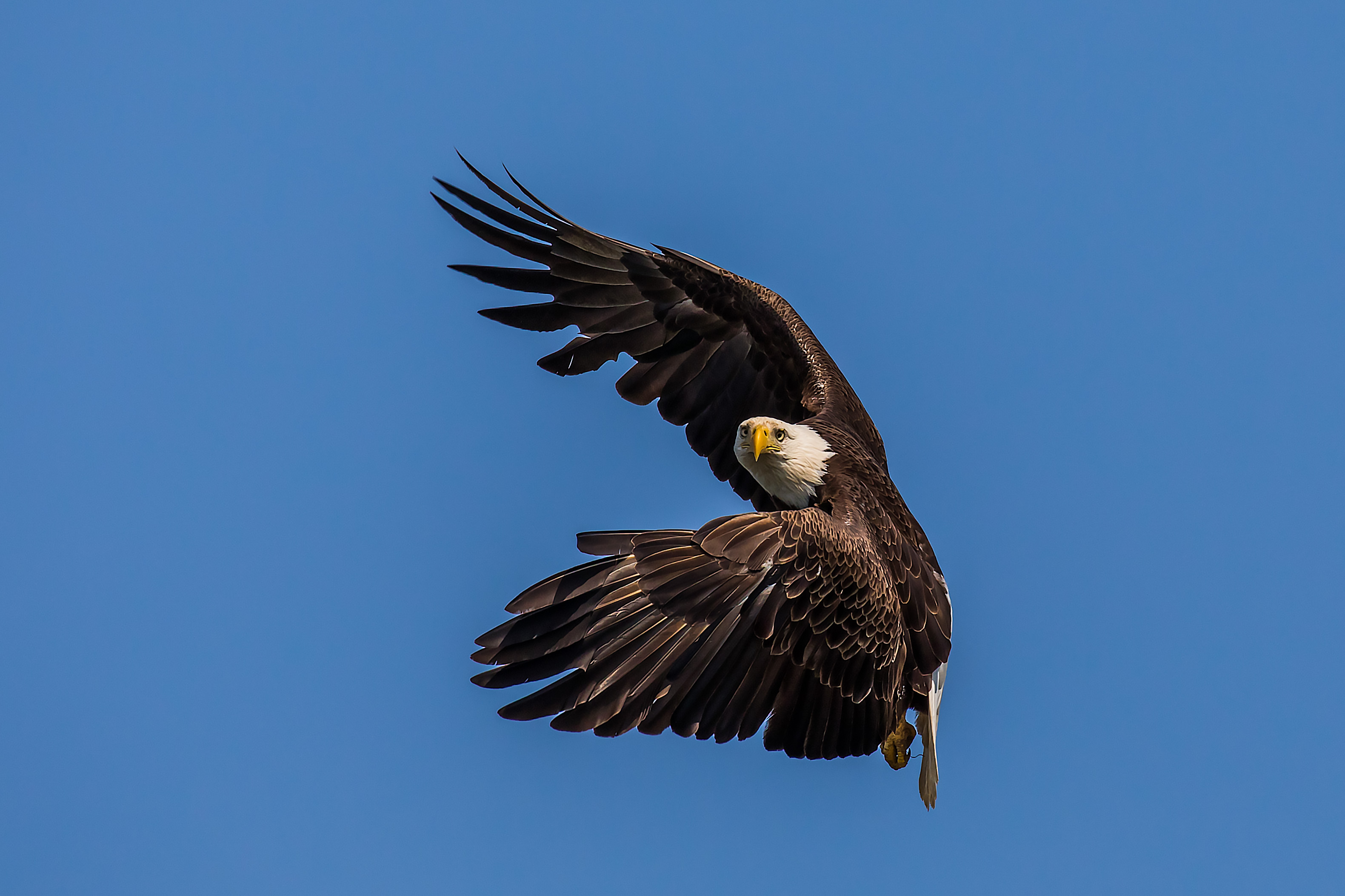 American Bald Eagle in flight Shutterbug